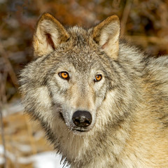 Fototapeta premium Portrait of a wolf 