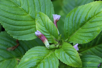 Limnophila rugosa at garden