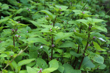 Limnophila rugosa at garden