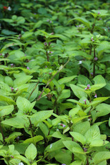 Limnophila rugosa at garden