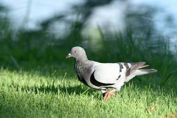 Pigeon