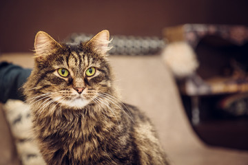 cat posing for the camera