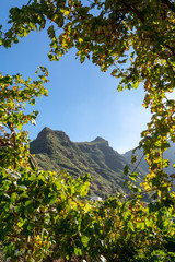 Autumn colorful leaves of grape plants close up in sunny day