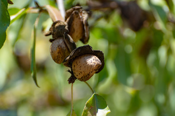 Ripe almond nuts in shell growing on almond tree