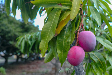 Tropical mango tree with big ripe mango fruits growing in orchard on Gran Canaria island, Spain....