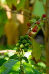 Branch of arabica coffee tree on plantation with green ripening coffee beans