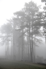 Trees with morning mist
