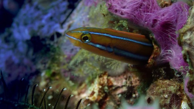 Blue lined sabre tooth blenny plagiotremus rhinorhynchos peering out from it's home, Raja Ampat, Indonesia, slow motion
