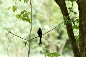 Greater racket - tailed drongo