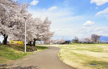 桜の花咲く公園