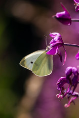 White butterfly little flower
