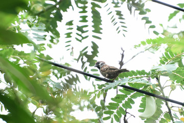 Tree sparrow