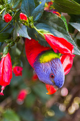 colorful bird in garden