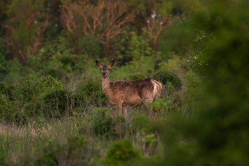 young deer in the forest