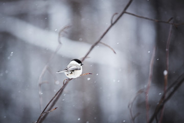 Image of lovely and tiny marsh tit bird sitting on the branch in the winter forest