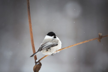 Image of cute and tiny marsh tit bird sitting on the branch in the winter forest