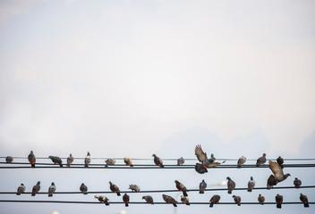 Many of the birds that live on high-voltage lines may be harmful