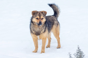 A small brown dog in the winter on the snow protects the farm_