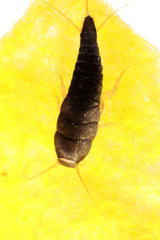Silverfish (Lepisma saccharina Linnaeus, 1758) (Zygentoma, Lepismatidae)