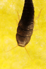 Silverfish (Lepisma saccharina Linnaeus, 1758) (Zygentoma, Lepismatidae)