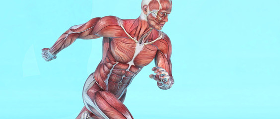 Male muscular system running. - obrazy, fototapety, plakaty