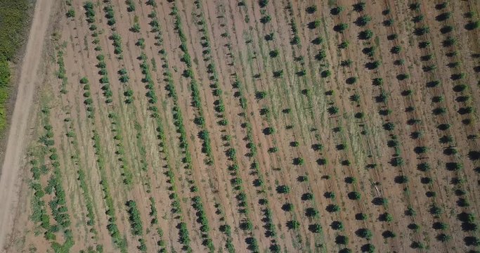 Drone campo marijuana