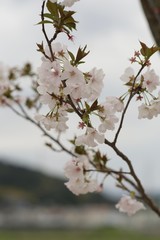 桜