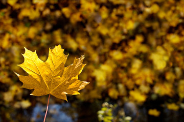 Detail of leaves in the autumn season.