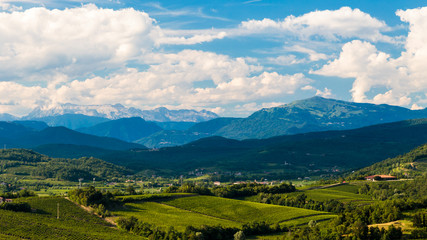 The beautiful vineyard of Collio, Friuli Venezia-Giulia, Italy