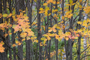 Autumn leaves