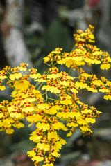 yellow flowers on a green background