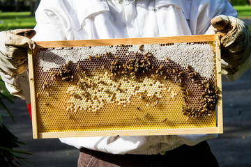 Bees & Honeycomb