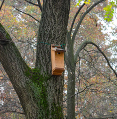 Wooden Tree House