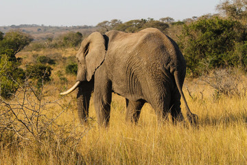 Fototapeta na wymiar African Elephant in Plain