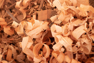 Wood shavings on the carpenter's