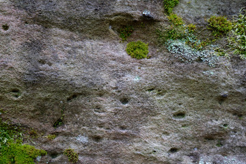Moss and lichen growing on the rock.