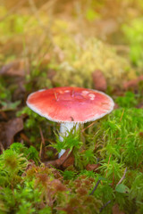 Mushroom in the Bogs