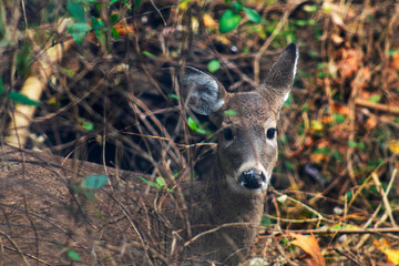 Doe in Autumn
