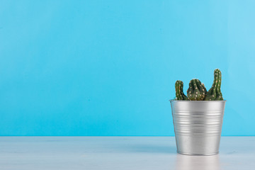 cactus con sfondo azzurro