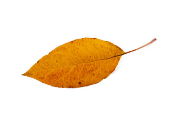 Colorful autumn leaves isolated on white background
