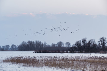 Hardinxveld, Netherlands - 2018-01-14: Evening flight - geese fl