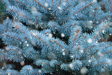 Naklejka na ściany i meble Blue spruce branches with snow. Winter background. Christmas tree branches with needles. Blue spruce, green spruce, white spruce, Colorado spruce, or Colorado blue spruce, Picea pungens close up