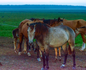 Obraz premium Herd of horses on the field early in the morning. 