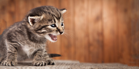 Mewing kitten on background of old wooden boards
