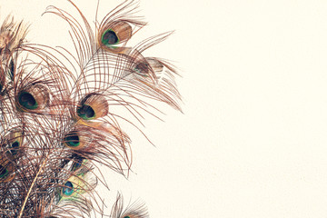 Blue peacock feathers spread out with white wall background texture