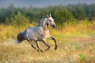 Plakat White arabian stallion with long mane run gallop on meadow