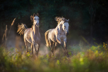 Obraz na płótnie Canvas Two grey arabian stallion with long mane run gallop with dust