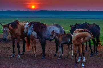 Herd of horses on the field early in the morning. 