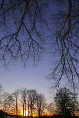 bare branches in winter scenery at dawn, concept  funeral