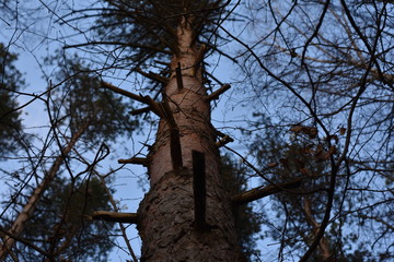 bottom view dead tree knot in forest low angle view